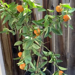 Organic Dancy Tangerine Mandarin Orange Citrus Live Grafted Fruit Tree 5 Gallon Pot  Cash only  Pick up in North San Jose, By appointment only  Locati