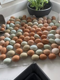 Fresh Eggs