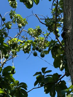 Avocados