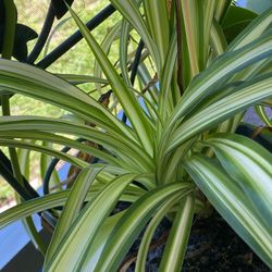 Spider Plant