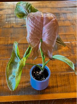 Syngonium 'Regina Red' (Arrowhead Plant) in La Fermière Jar