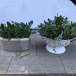 2 pots with jades, ice plants, and string of pearls 