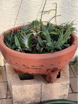 VARIETY OF PLANTS IN TERRACOTTA POTS