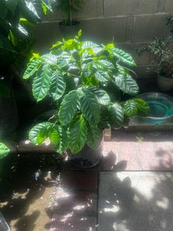 Palo de café / coffee tree