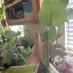 Monstera Plant Approx. 18”