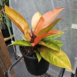 Prince Of Orange Philodendron Live Plants 