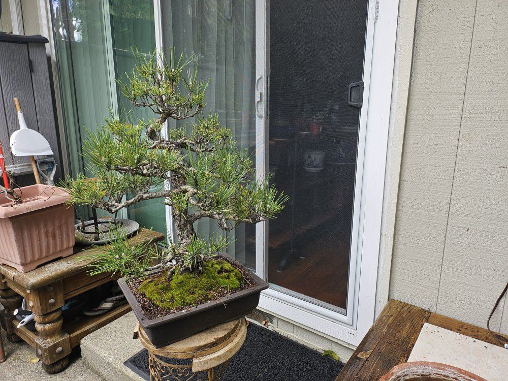 Old Bonsai Japanese black Pine