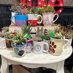 Succulents in mugs some vintage