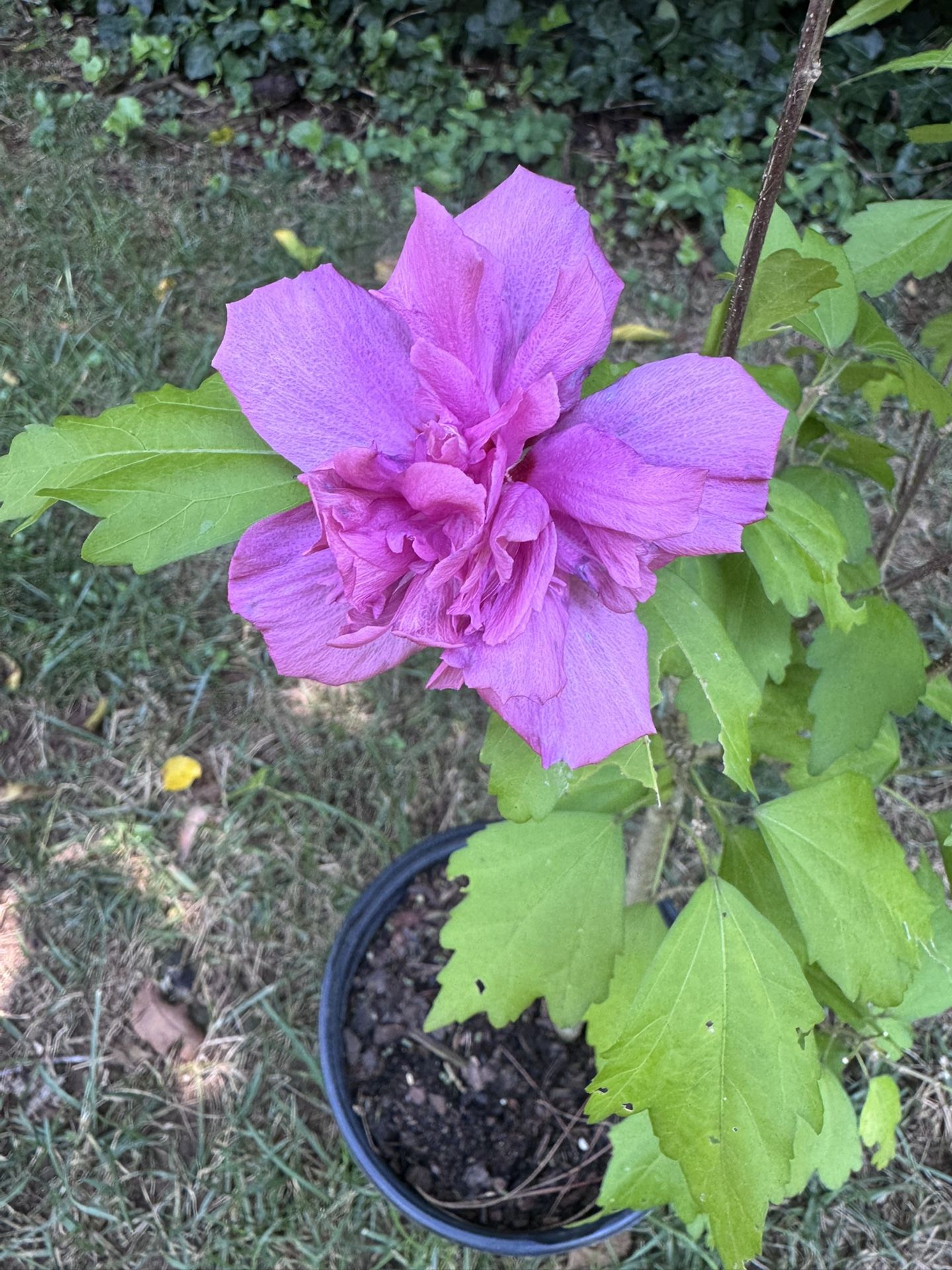 Magenta Chiffon Rose Of Sharon plant