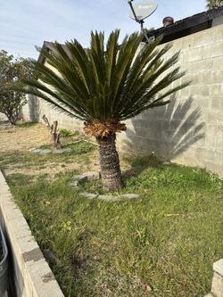 Sego Palm Tree