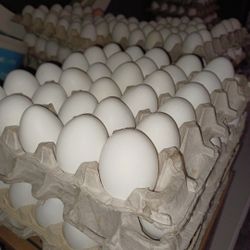 Eggs