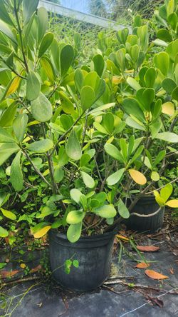 Clusias Plants For Inmediate Privacy!!! 7 Gallons!!! 3-4 Feet Tall! Excellent Price 