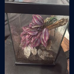 Frog Reptile Enclosure