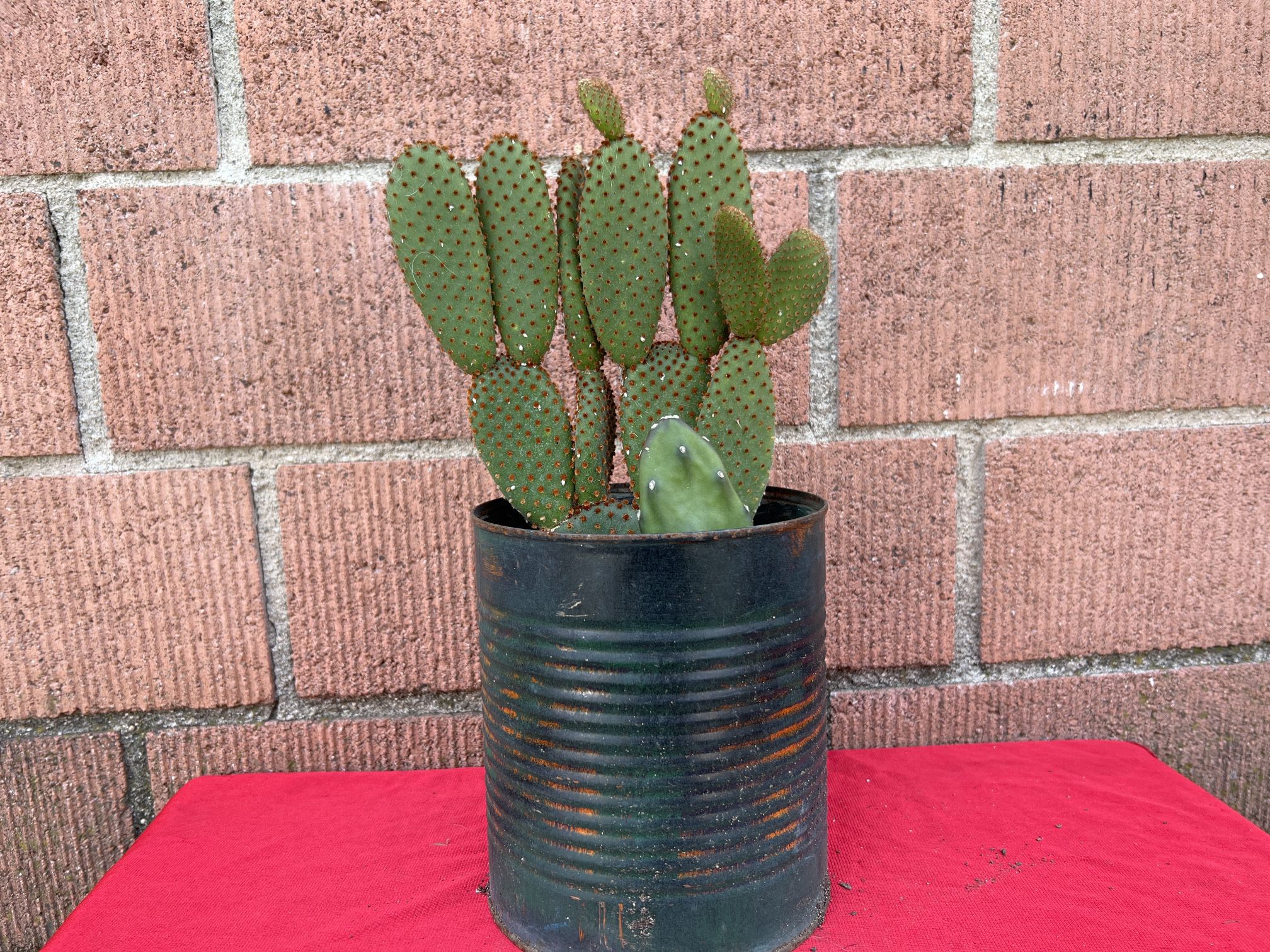 Opuntia Cinnamon cactus 
