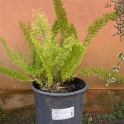 Plant