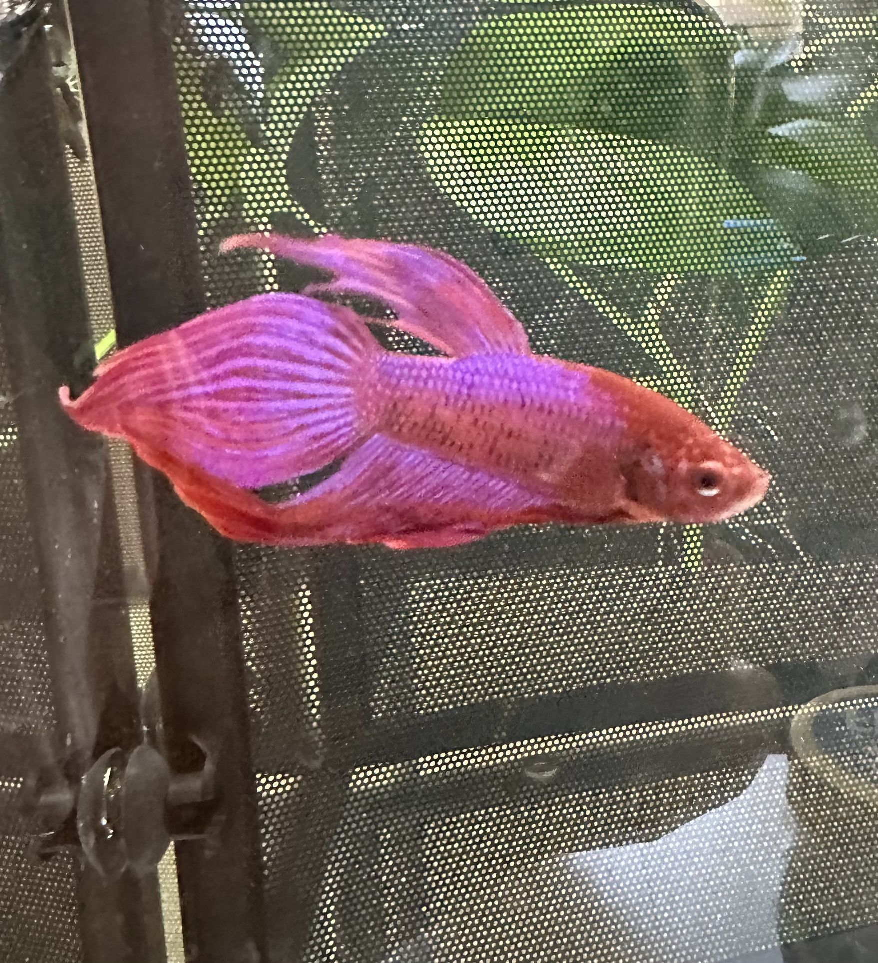 Betta Fish Tank