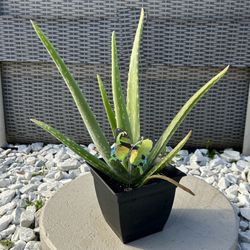 Aloe Vera Plant - Great for Gifts! / Planta de Sábila - Ideal para Regalos!