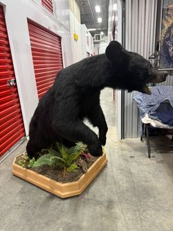 Bear taxidermy