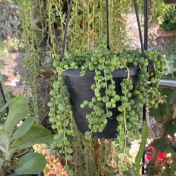 String Of Pearls Hanging 6” Pot  Hanging n Trailing 