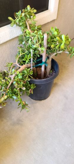 Jade plant
