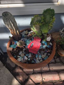 Succulents and cactus