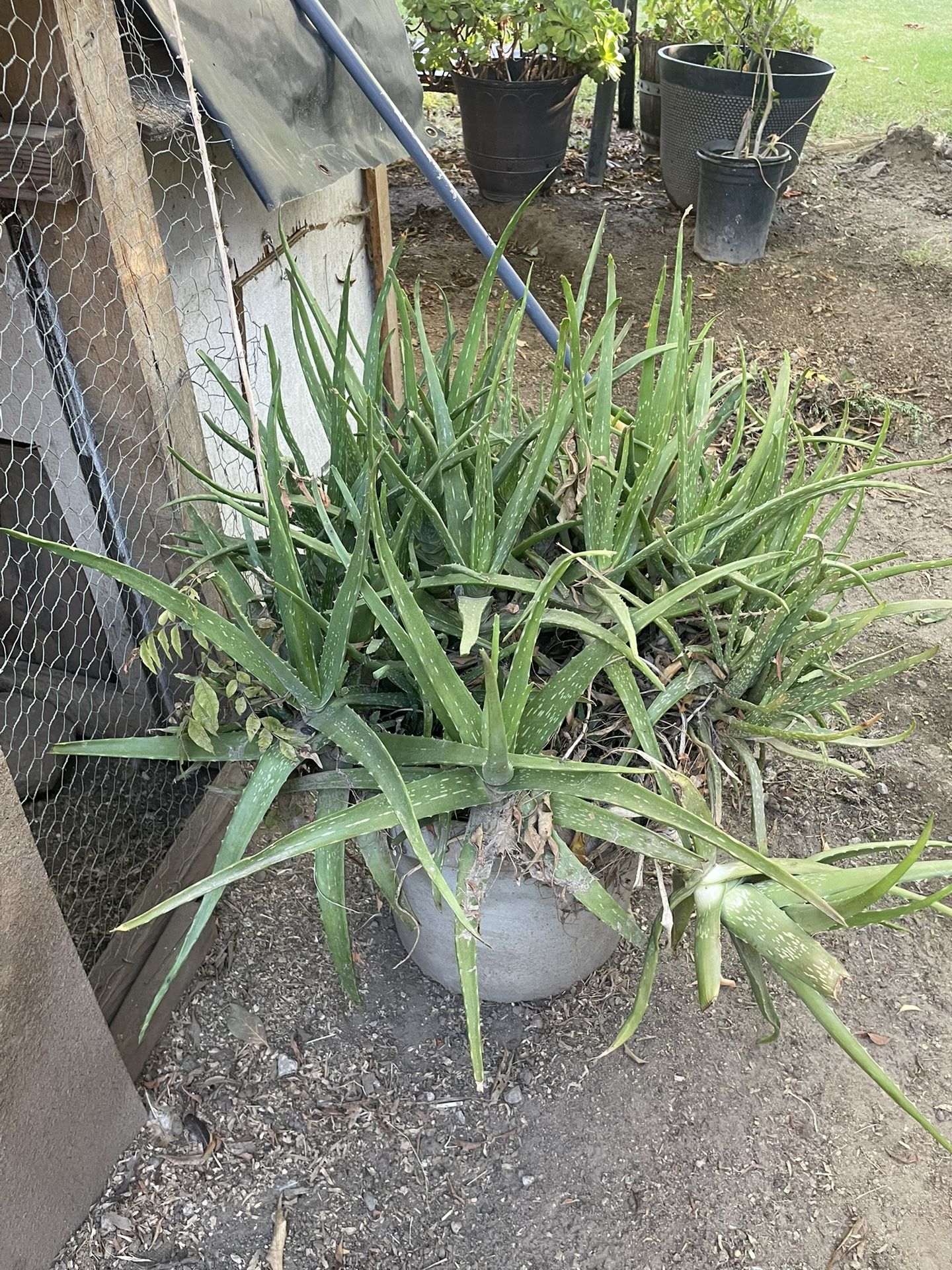 Aloe Vera