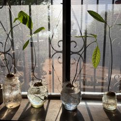 Avocado Plant  