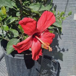  Hibiscus shrub In 3gallons Pot Live Plants 