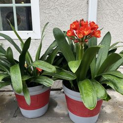 Royal Orange Flowering Plant in elegant Pots starting price 
