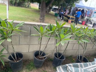 Plumeria