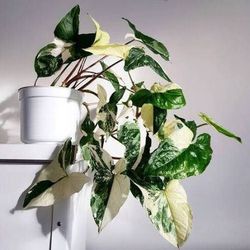Rare Syngonium  Albo Variegated Panda Galaxy Plant/ Indoor Plant/ House Plant Patio Garden 
