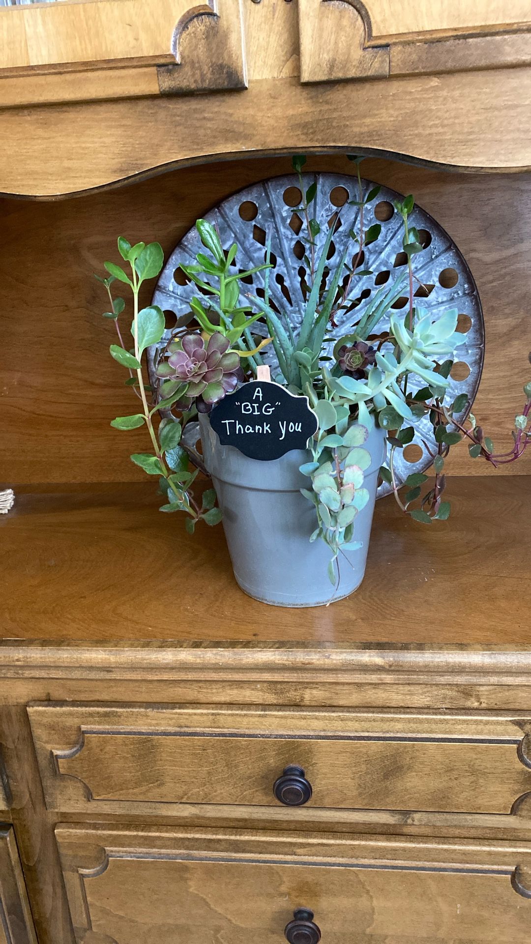 Variety Of Succulents-Plants-Gift Ideas