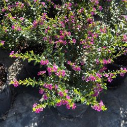 Mexican Heather - 1gl