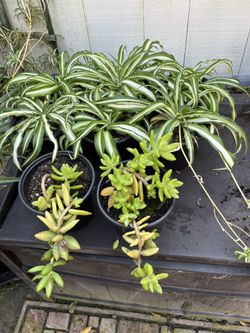 Spider And Succulents Each 7.00