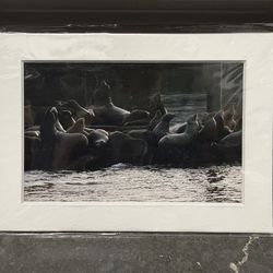 Sea Lion Wildlife Photo Print – Fernando Hechevarria