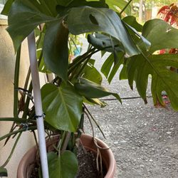 Beautiful Swiss Cheese Plant