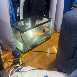 10 Gallon Tank Content 