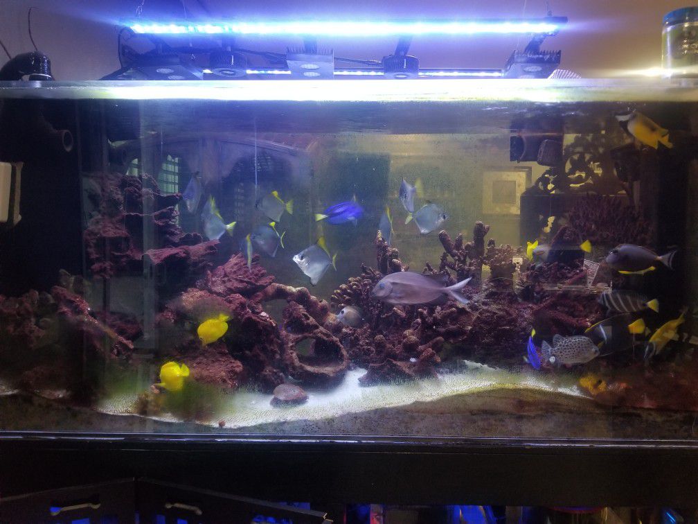 Fish Tank Aqurium 