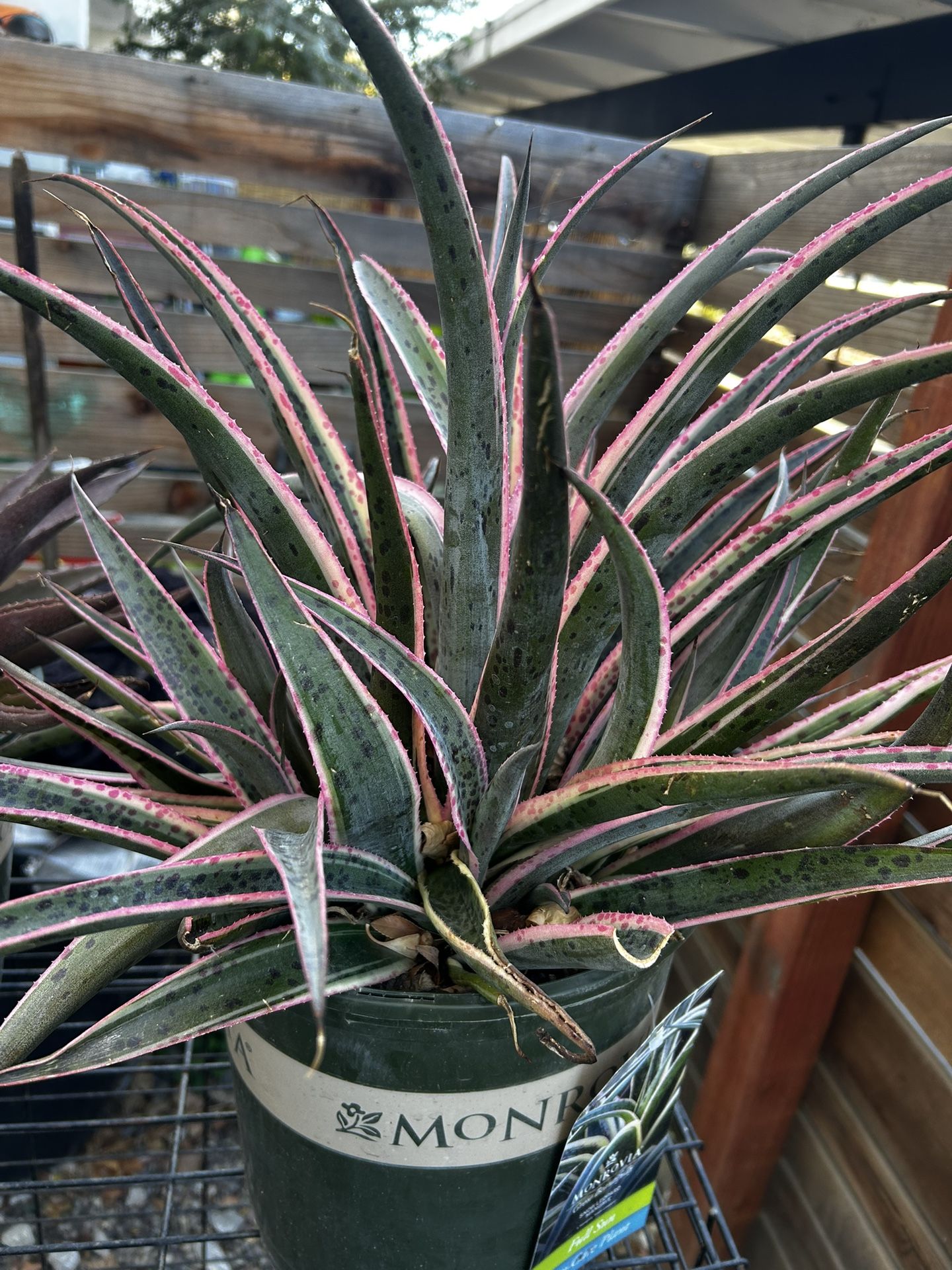 Snow Leopard Spotted Mangave