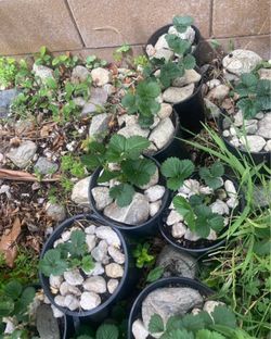 Strawberry Plant $3 Each 1 Gallon