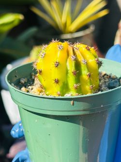 Rare highlights cactus