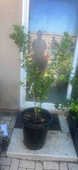 GOLD NUGGET ORANGE  TREE🍊  15 Gallons