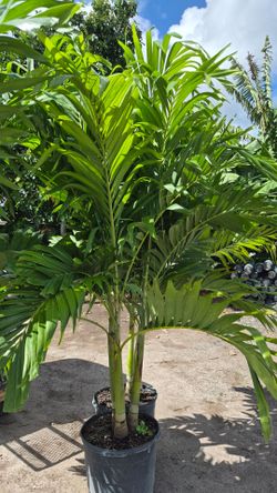Spectacular Christmas Palms 7 feet Tall. Adonidias Plants