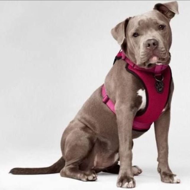 Dog Harness