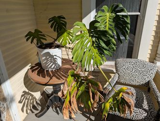Free giant monstera