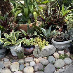 Big Plant Sale In Largo Saturday Sunday 