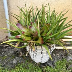 Aloe And Bromeliad Combo