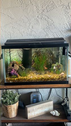 aquarium 10 gallon aquarium