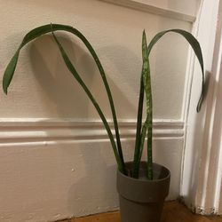 Snake Plant 