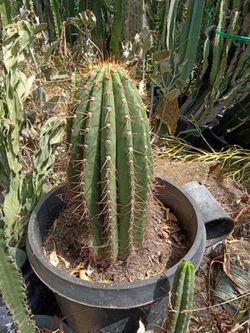 Fat boy cactus plant